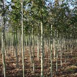 Viveros Garitaonandia arboles 1